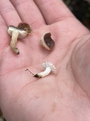 Russula laccata