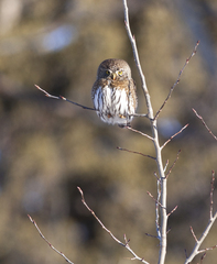 Glaucidium gnoma