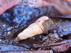 Coenobita compressus