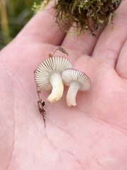 Russula laccata