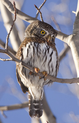 Glaucidium gnoma