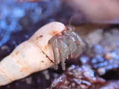 Coenobita compressus