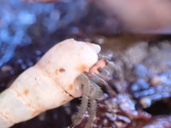 Coenobita compressus