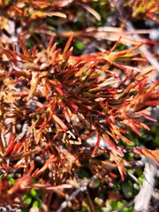 Dracophyllum pronum
