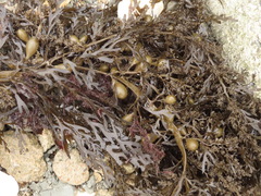 Carpophyllum plumosum