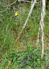 Hieracium pollichiae
