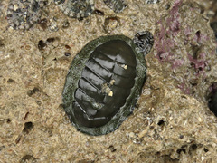 Chiton glaucus