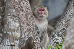 Macaca