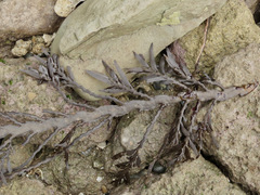 Carpophyllum maschalocarpum