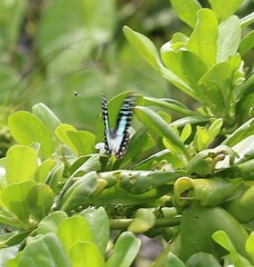 Graphium eurypylus