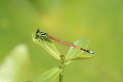 Ischnura aurora aurora