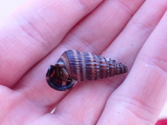 Cerithideopsis