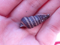 Cerithideopsis