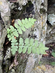 Cheilanthes viridis