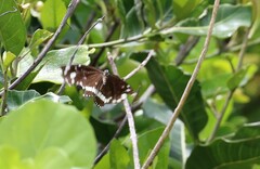 Euploea core corinna