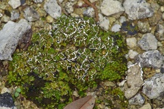 Psora pseudorussellii