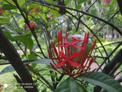 Ixora