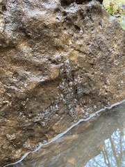 Ambystoma barbouri