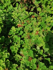 Pelargonium citronellum