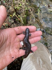 Ambystoma barbouri