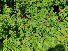 Pelargonium citronellum