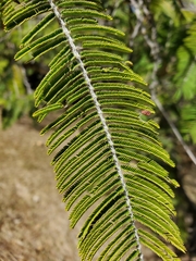 Vachellia pennatula