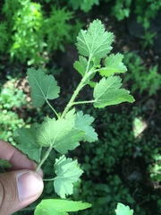 Ribes mescalerium