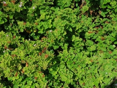 Pelargonium citronellum