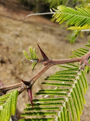 Vachellia pennatula