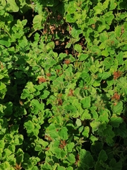 Pelargonium citronellum