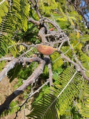 Vachellia pennatula