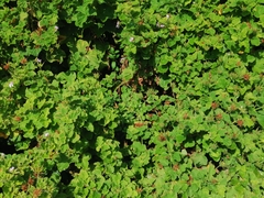 Pelargonium citronellum