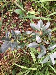 Dinosperma erythrococcum