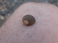 Nerita scabricosta