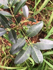 Dinosperma erythrococcum