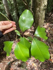 Syzygium crebrinerve