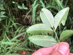 Dinosperma erythrococcum