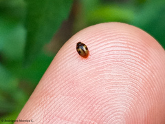 Diomus tucumanus
