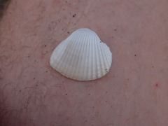 Arcoidea