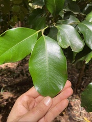 Syzygium crebrinerve