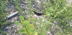 Ephyriades