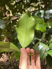 Syzygium crebrinerve