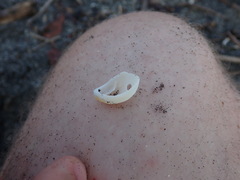 Crepidula arenata