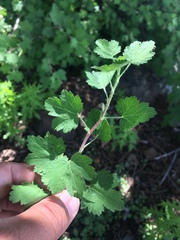 Ribes mescalerium