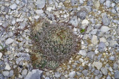 Coryphantha sulcata