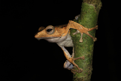 Polypedates otilophus