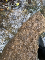 Ambystoma barbouri