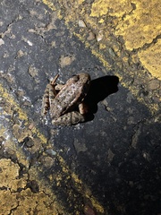 Rana draytonii