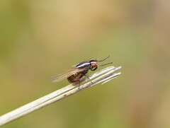 Poecilohetaerus aquilus