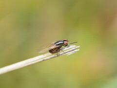 Poecilohetaerus aquilus